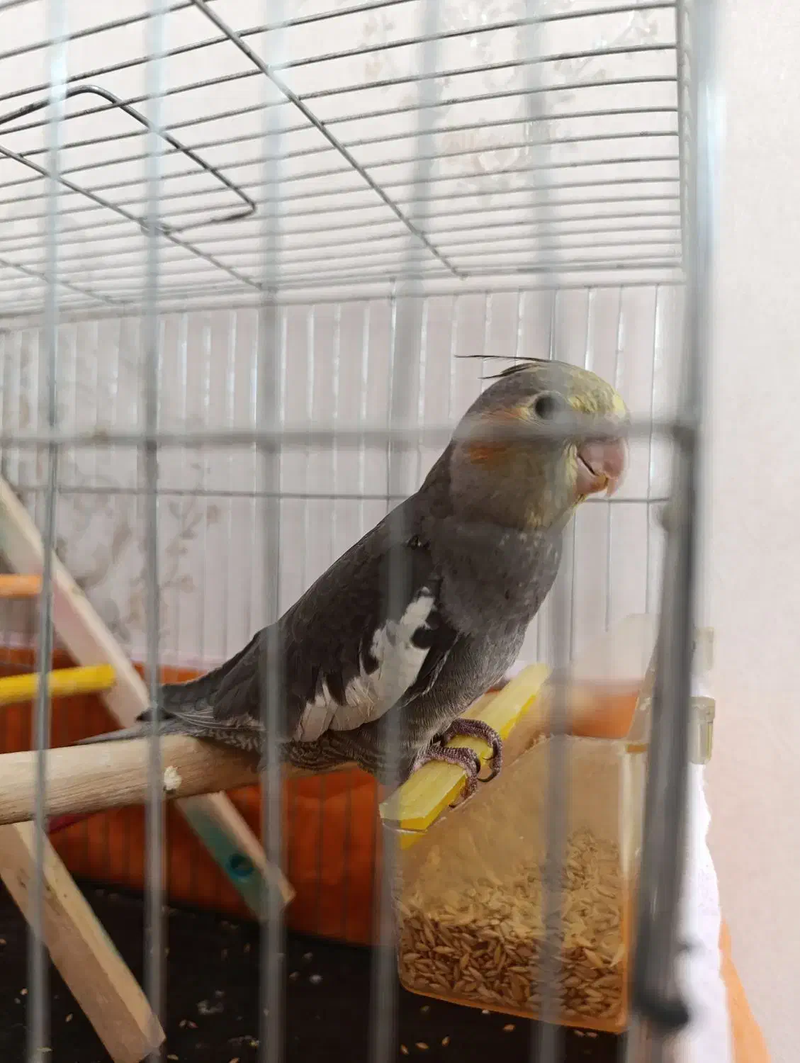 عروس هلندی|پرنده|فردیس, شهرک شهید حسینی|دیوار