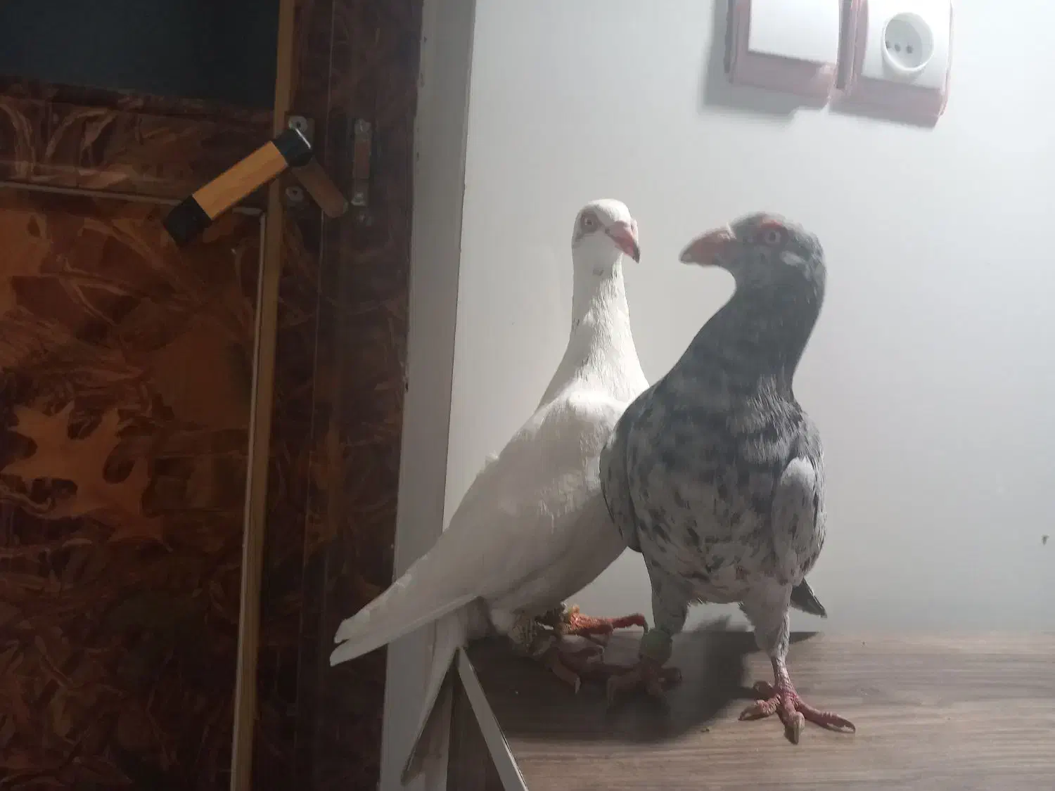 کبوتر|پرنده|جوین, |دیوار