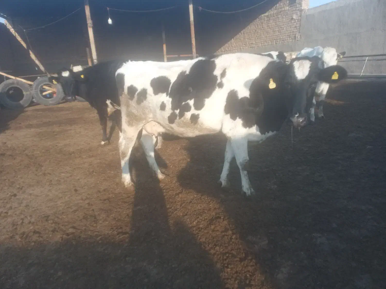 گاو شکم یک دوتا کیلویی|حیوانات مزرعه|قم, قلعه صدری|دیوار