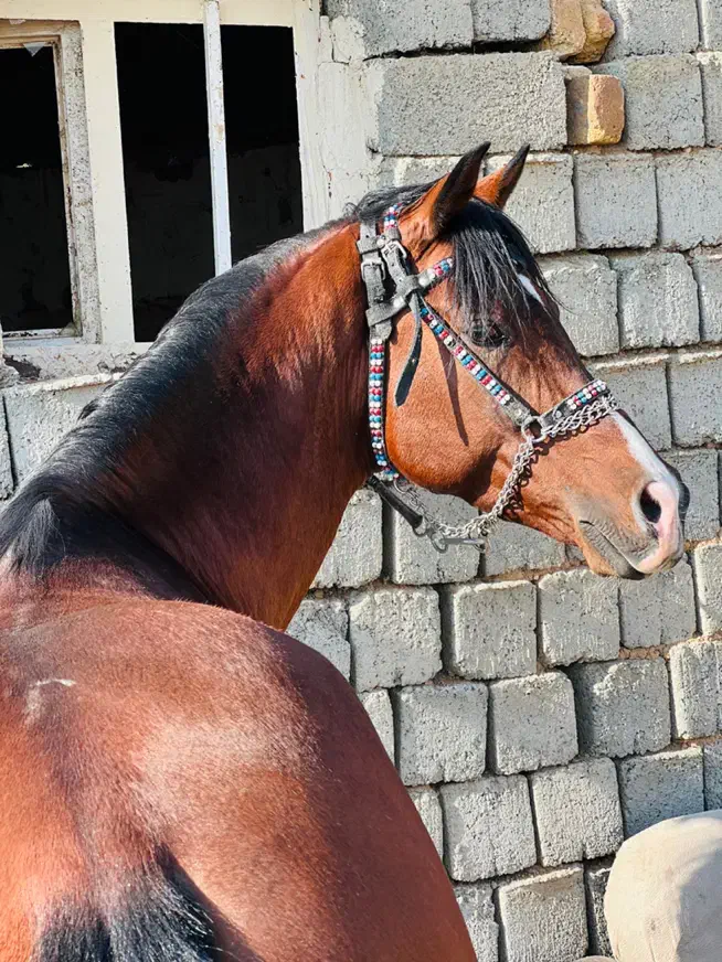 نریان عرب|اسب و تجهیزات اسب‌سواری|تهران, امانیه|دیوار