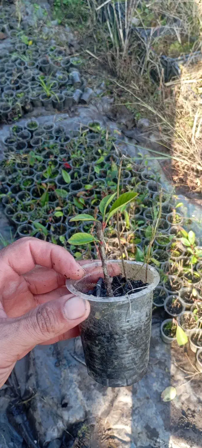 گل فوتونیا لیوانی ریشه دار|گل و گیاه طبیعی|واجارگاه, |دیوار