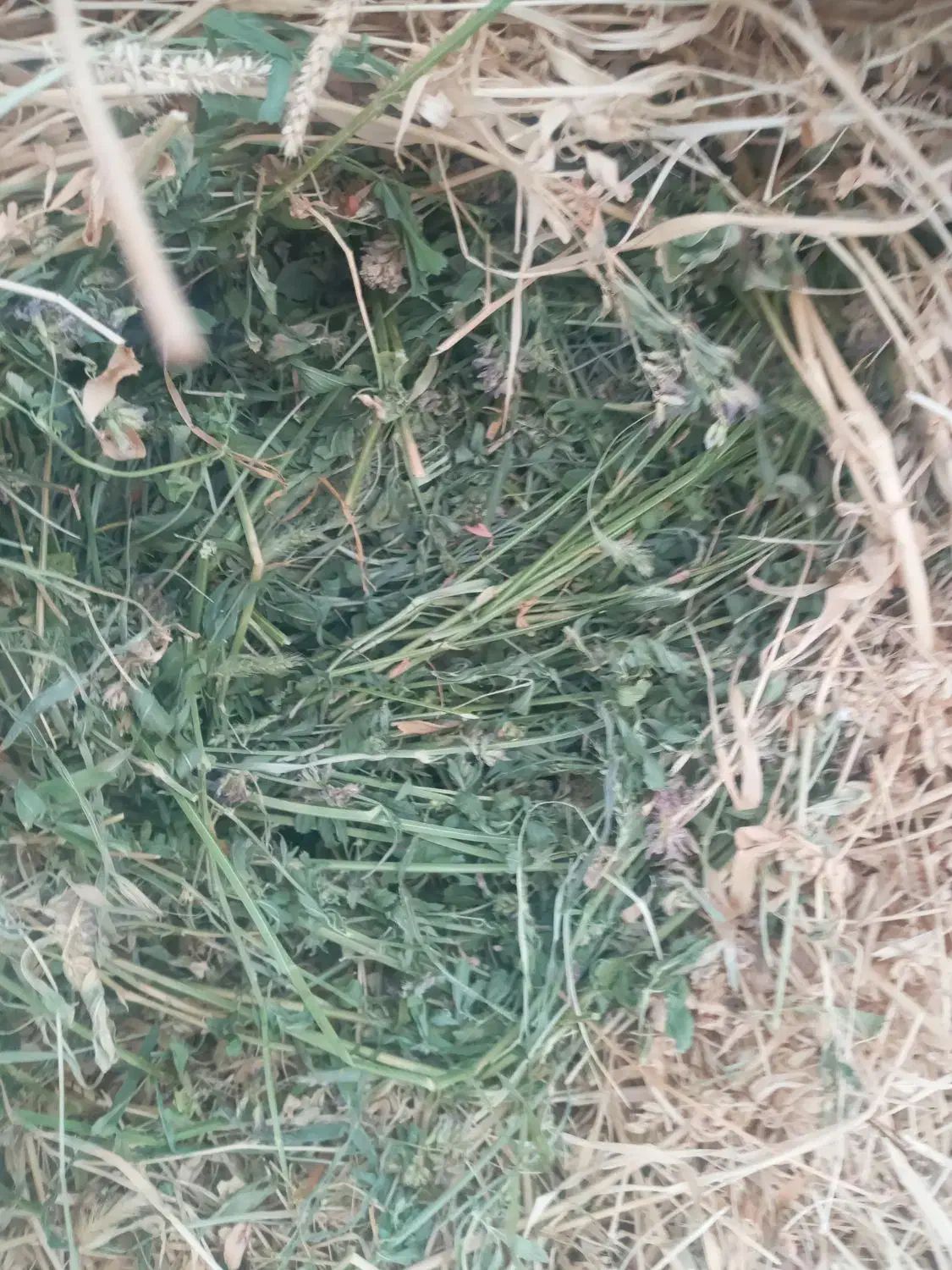 یونجه خالص|حراج|پلدشت, |دیوار