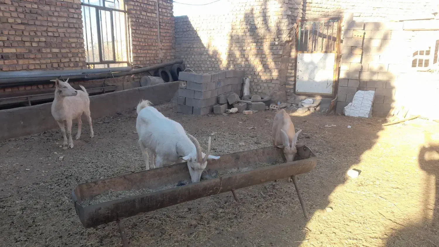 فروش بز و نربز سانن|حیوانات مزرعه|سلامی, |دیوار