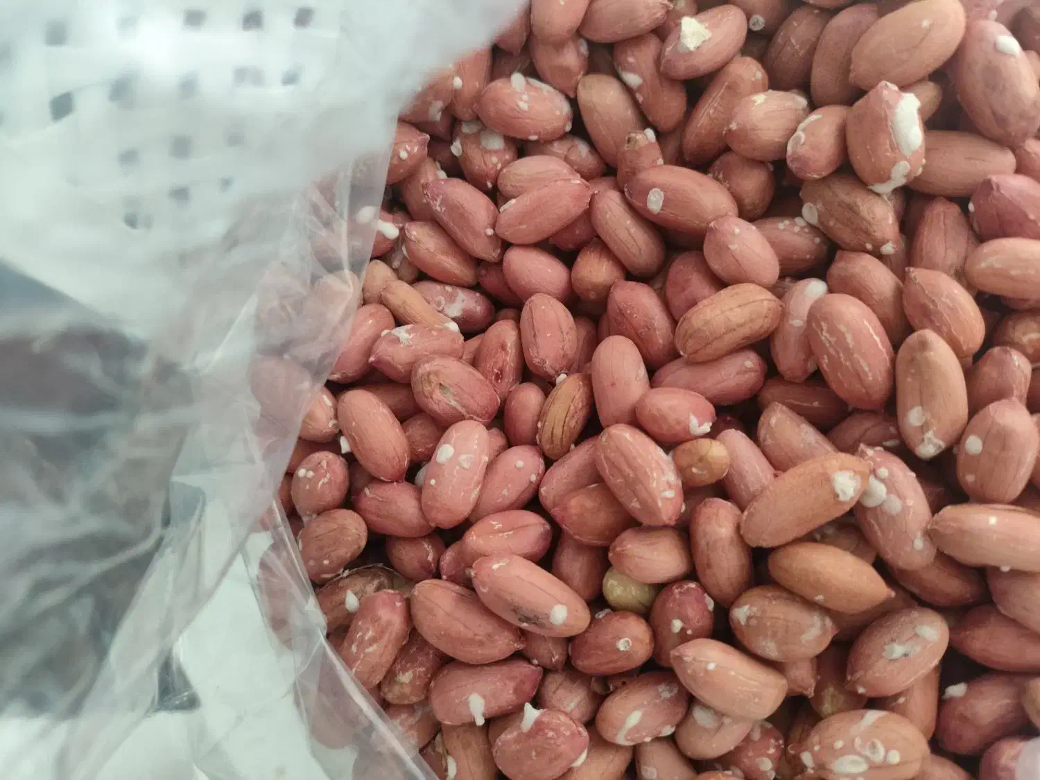 پخش بادام زمینی گیلان آستانه اشرفیه|عمدهفروشی|آستانه اشرفیه, |دیوار