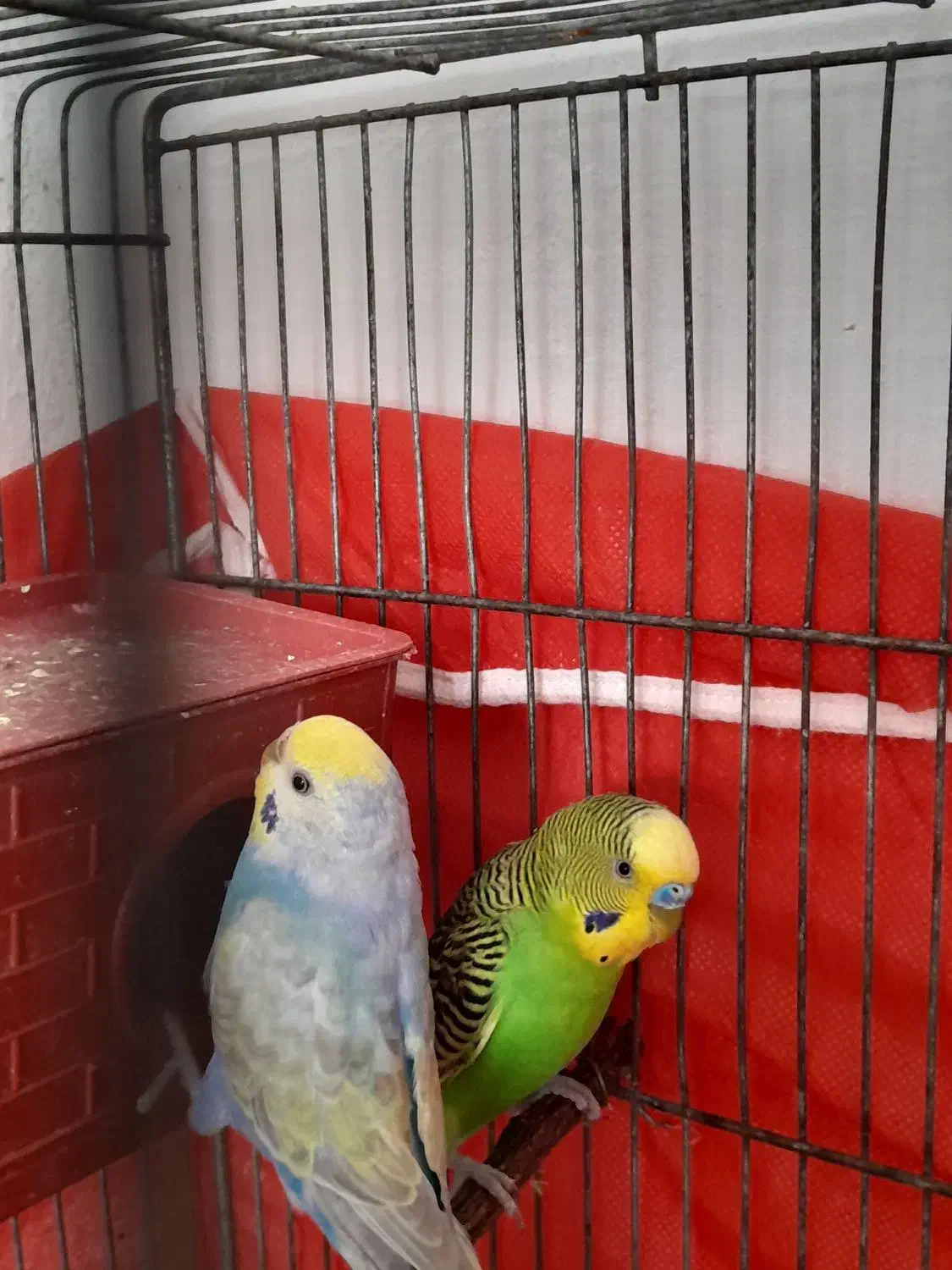 نرماده مرغ عشق مولد|پرنده|کرمان, |دیوار