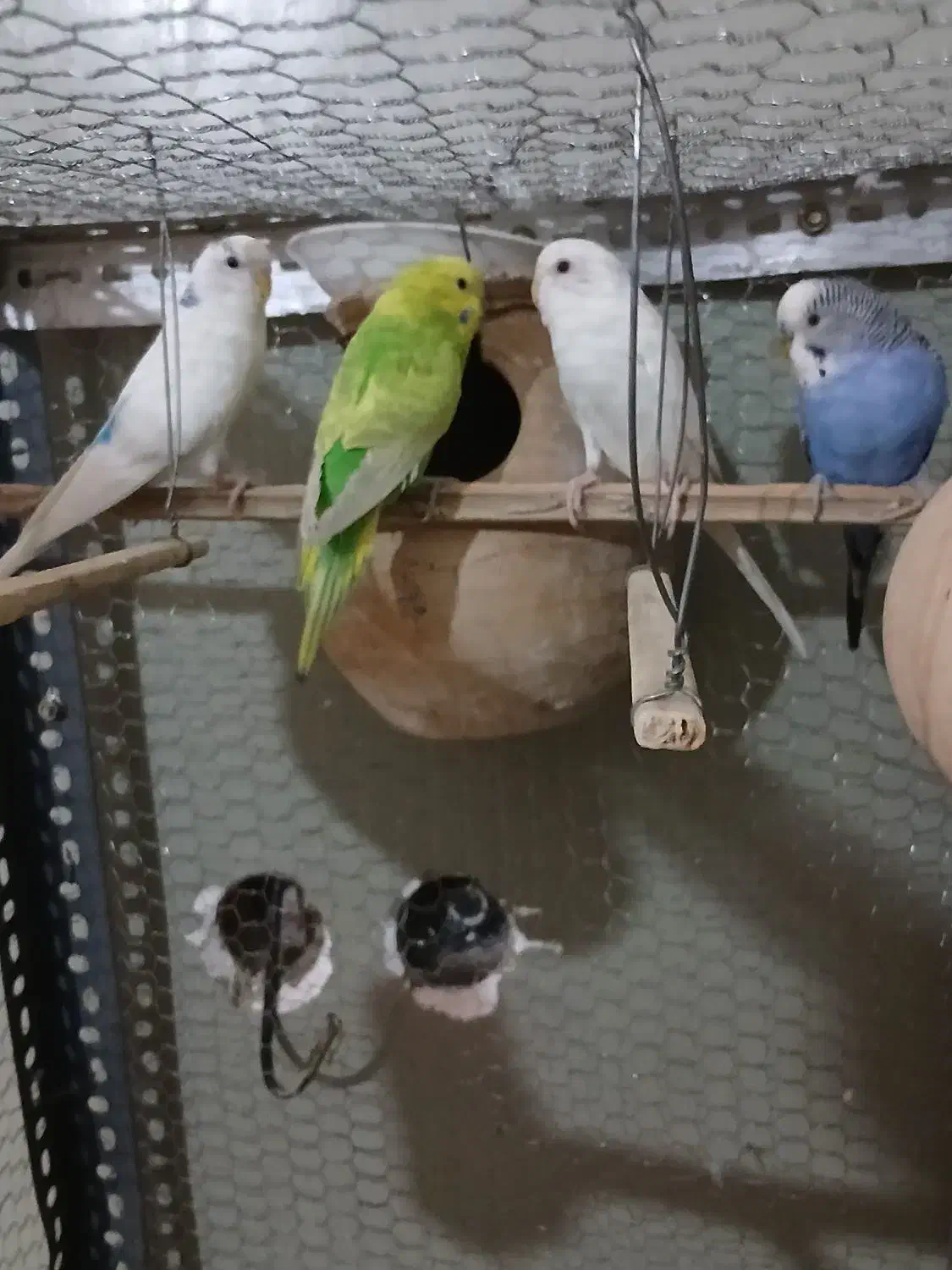 مرغ عشق فروشی|پرنده|ایرانشهر, |دیوار