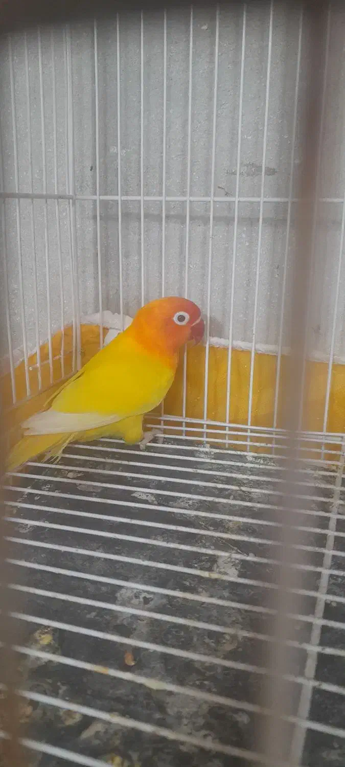 طوطی گرینچیک|پرنده|بجنورد, |دیوار