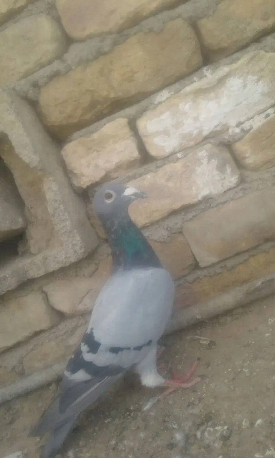 کفتر|پرنده|کرباسک, |دیوار