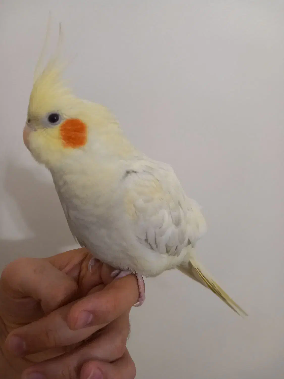 دو تا جوجه عروس هلندی دستی|پرنده|تهران, ارامنه|دیوار