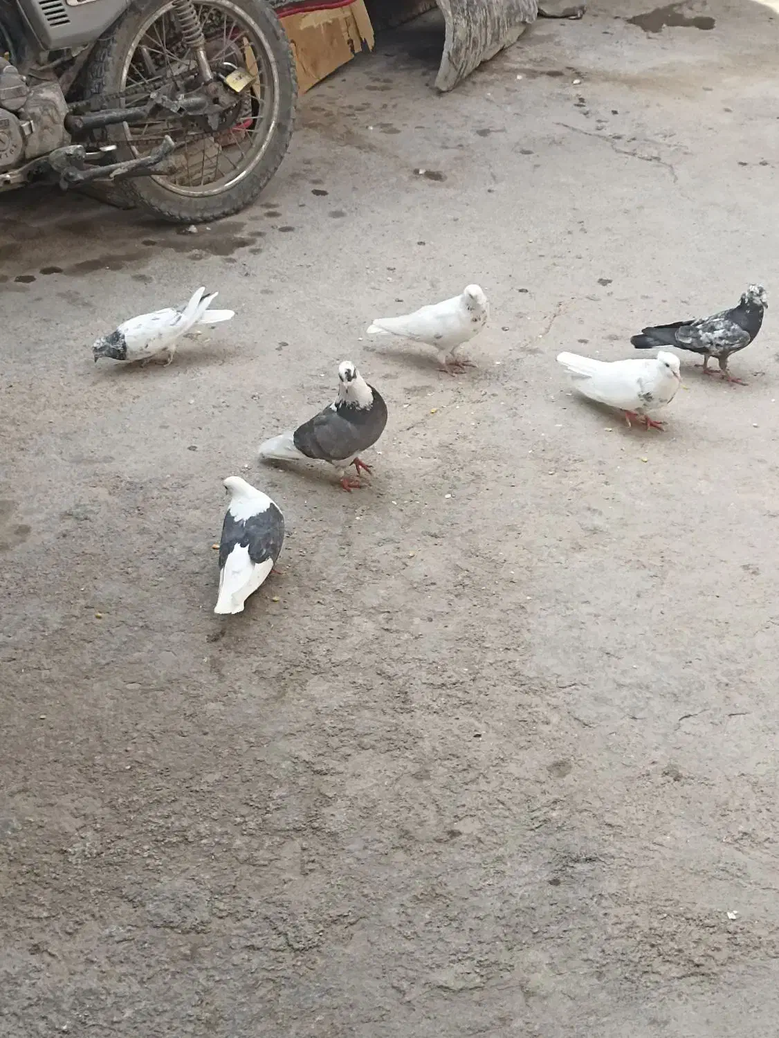 سربندر|پرنده|بندر امام خمینی, |دیوار