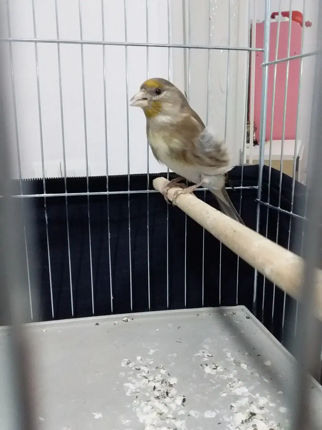 سهره قناری|پرنده|سقز, |دیوار