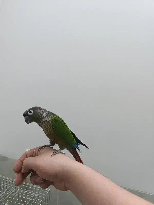 گیرینچیک نر دستی|پرنده|یزد, |دیوار