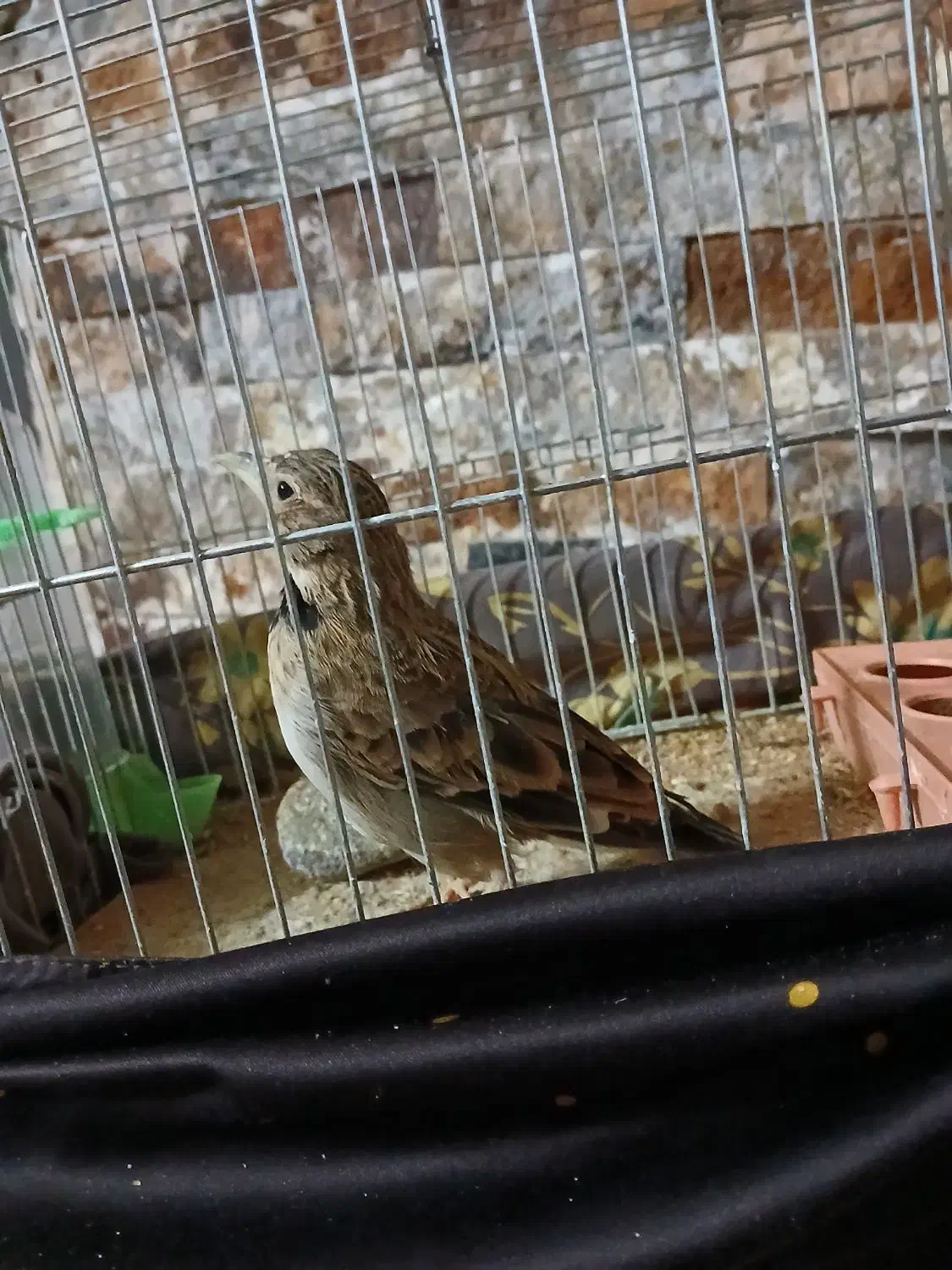 قناری طبیعت نر|پرنده|قزوین, |دیوار