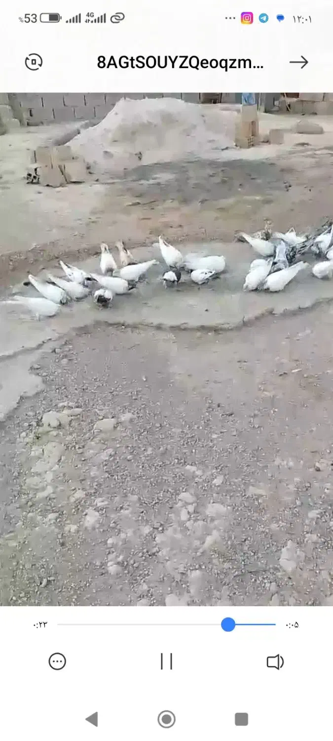 کبوتر کله دم|پرنده|سرپل ذهاب, |دیوار