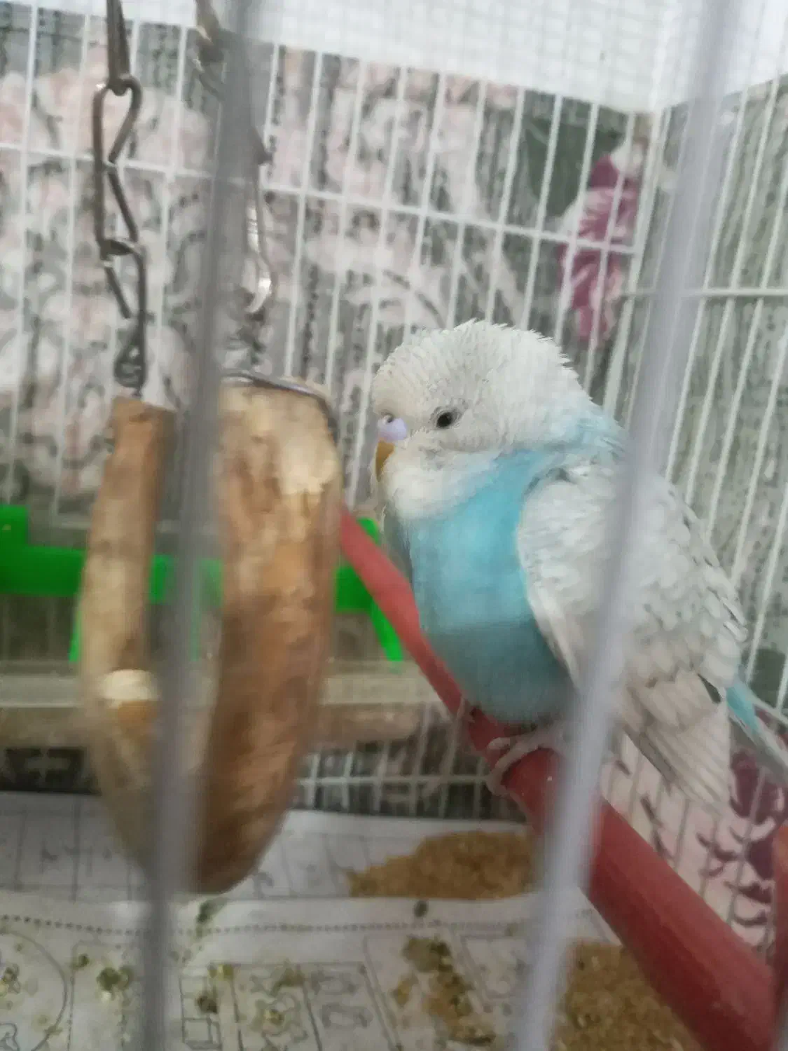 مرغ عشق|پرنده|خواف, |دیوار