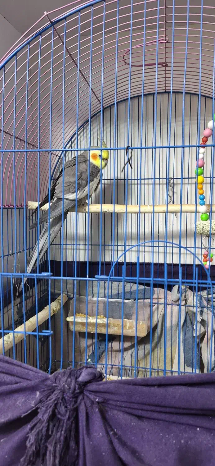 عروس هلندی|پرنده|شوط, |دیوار