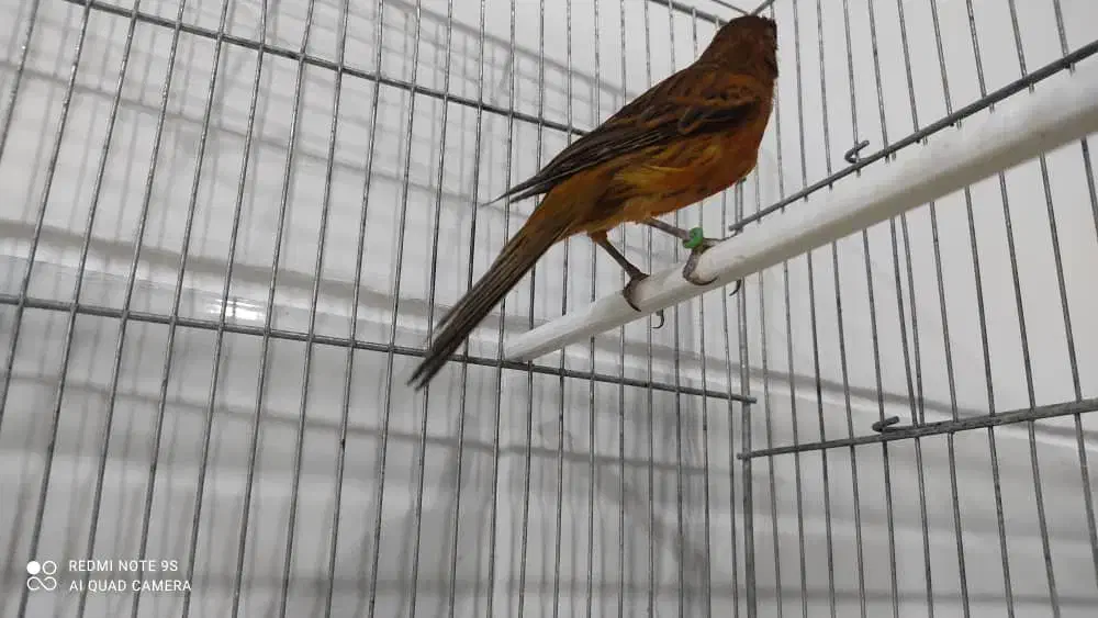 فروش قناری ماده شتری و سرخ سوخته|پرنده|مرودشت, بیست متری بیمارستان|دیوار