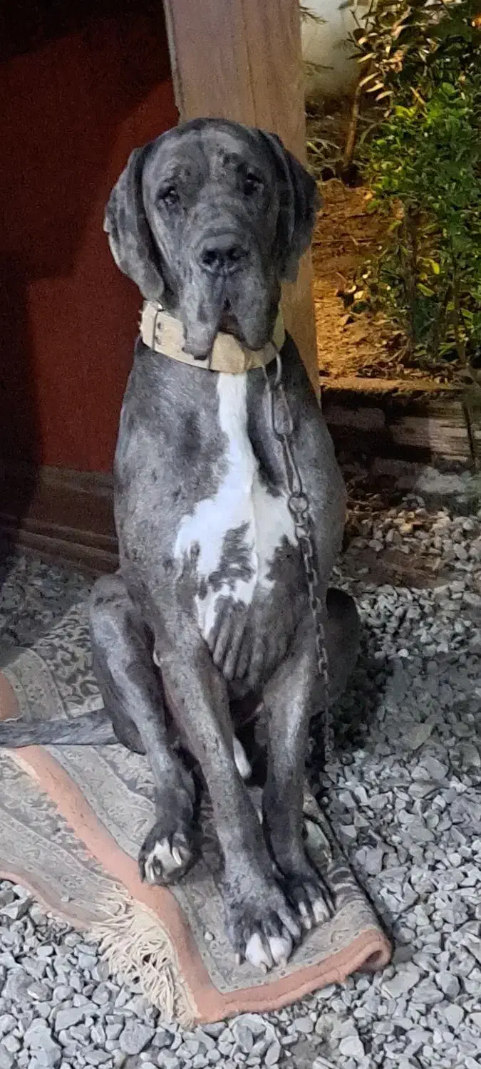 سگ گردین 2 ساله نر واکسن خورده  شناسنامه دار|سگ|نوشهر, |دیوار