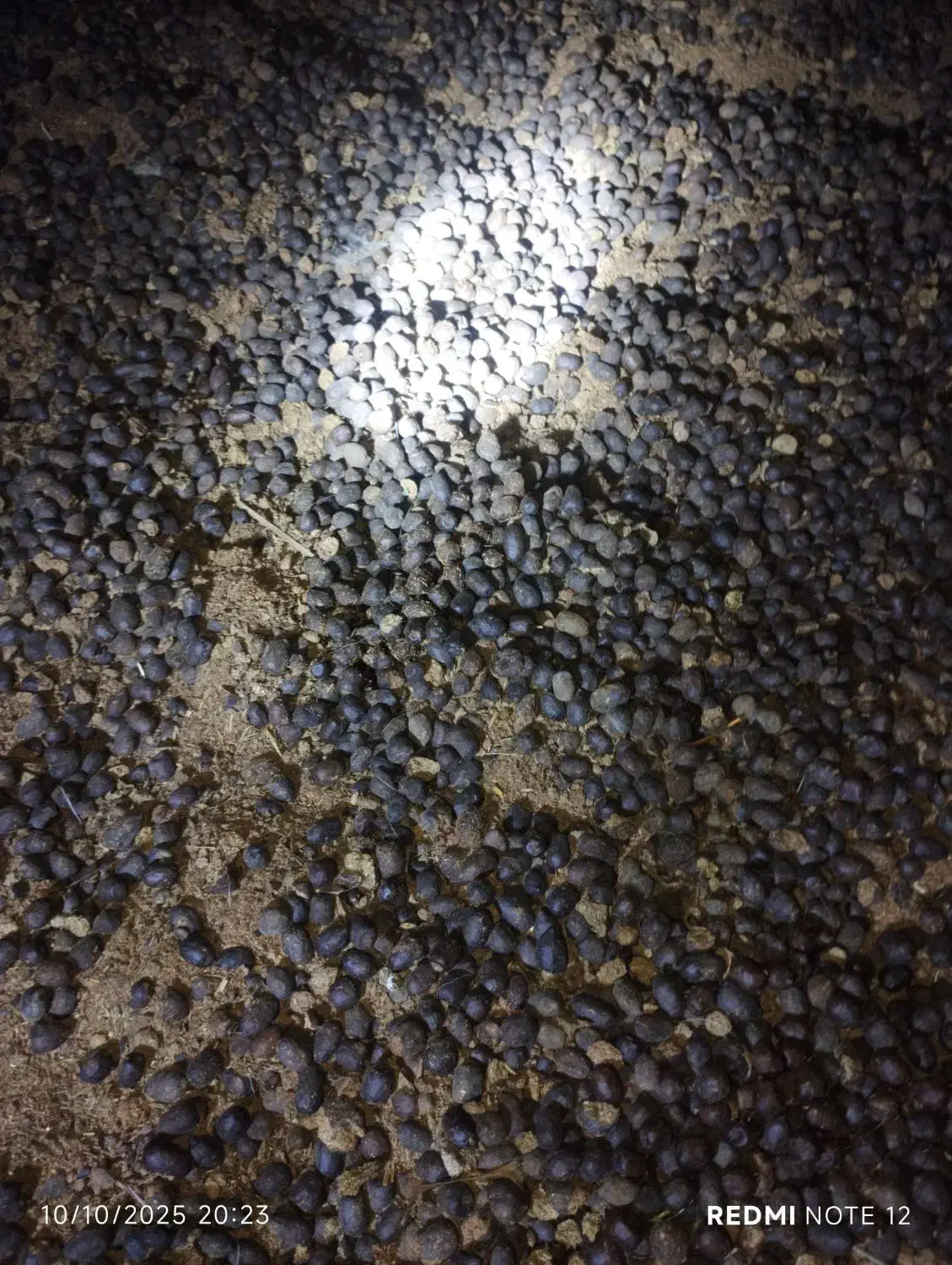 فروش کودگوسفند|لوازم جانبی حیوانات|کهنوج, |دیوار