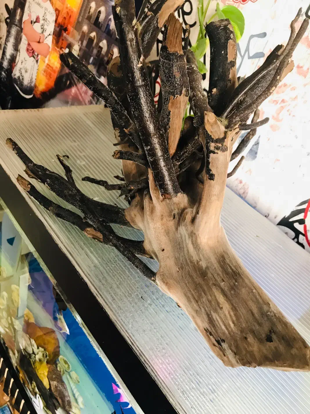 آکواریوم چوب ابنوس مخصوص|ماهی|اردبیل, |دیوار