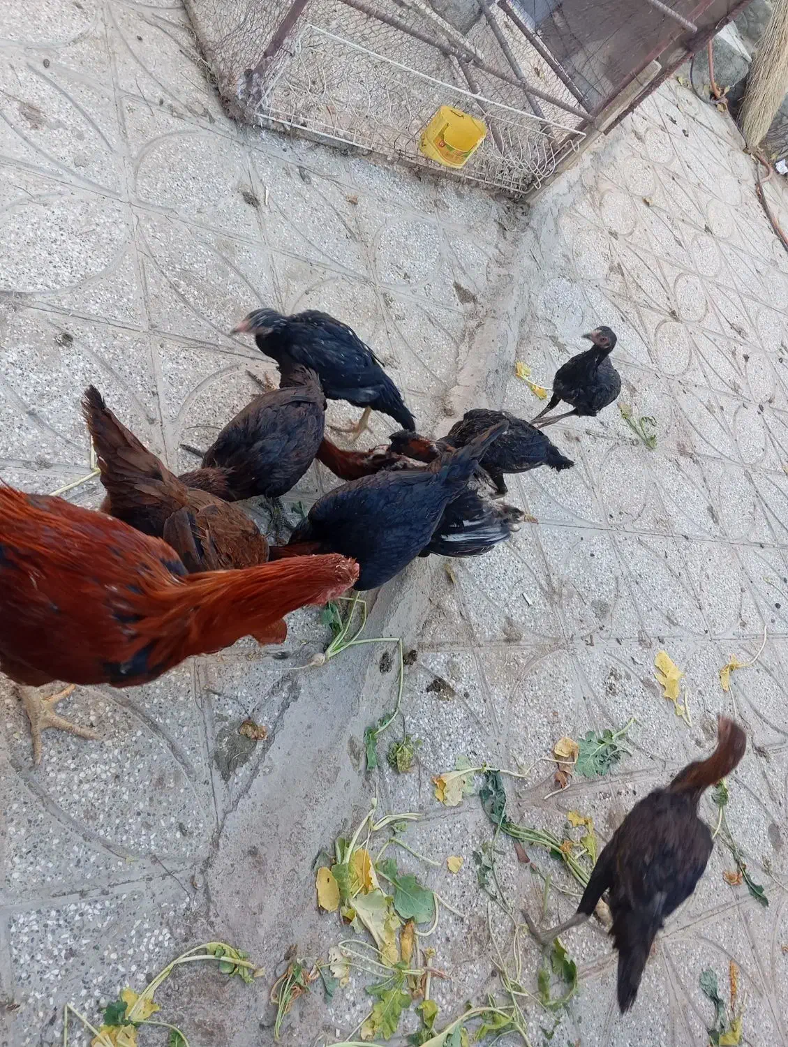 جوجه لاری|حیوانات مزرعه|بیرجند, |دیوار