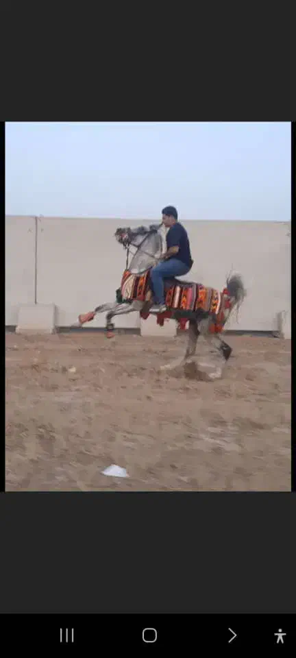 اسب نریان|اسب و تجهیزات اسب‌سواری|زنجان, |دیوار