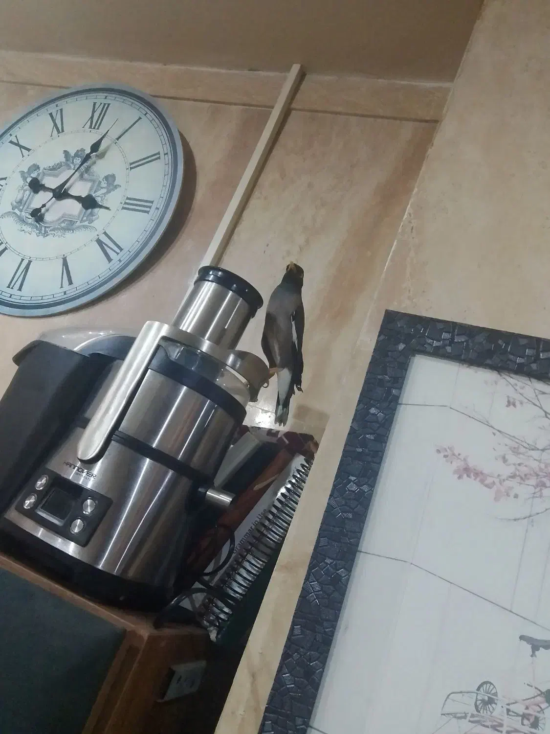 مینا جذاب و دوست داشتنی|پرنده|تهران, سازمان آب|دیوار