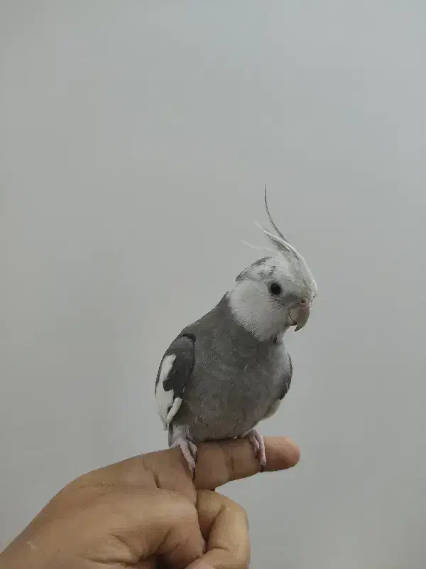 یک جفت عروس هلندی|پرنده|قم, طلاب غیر ایرانی|دیوار