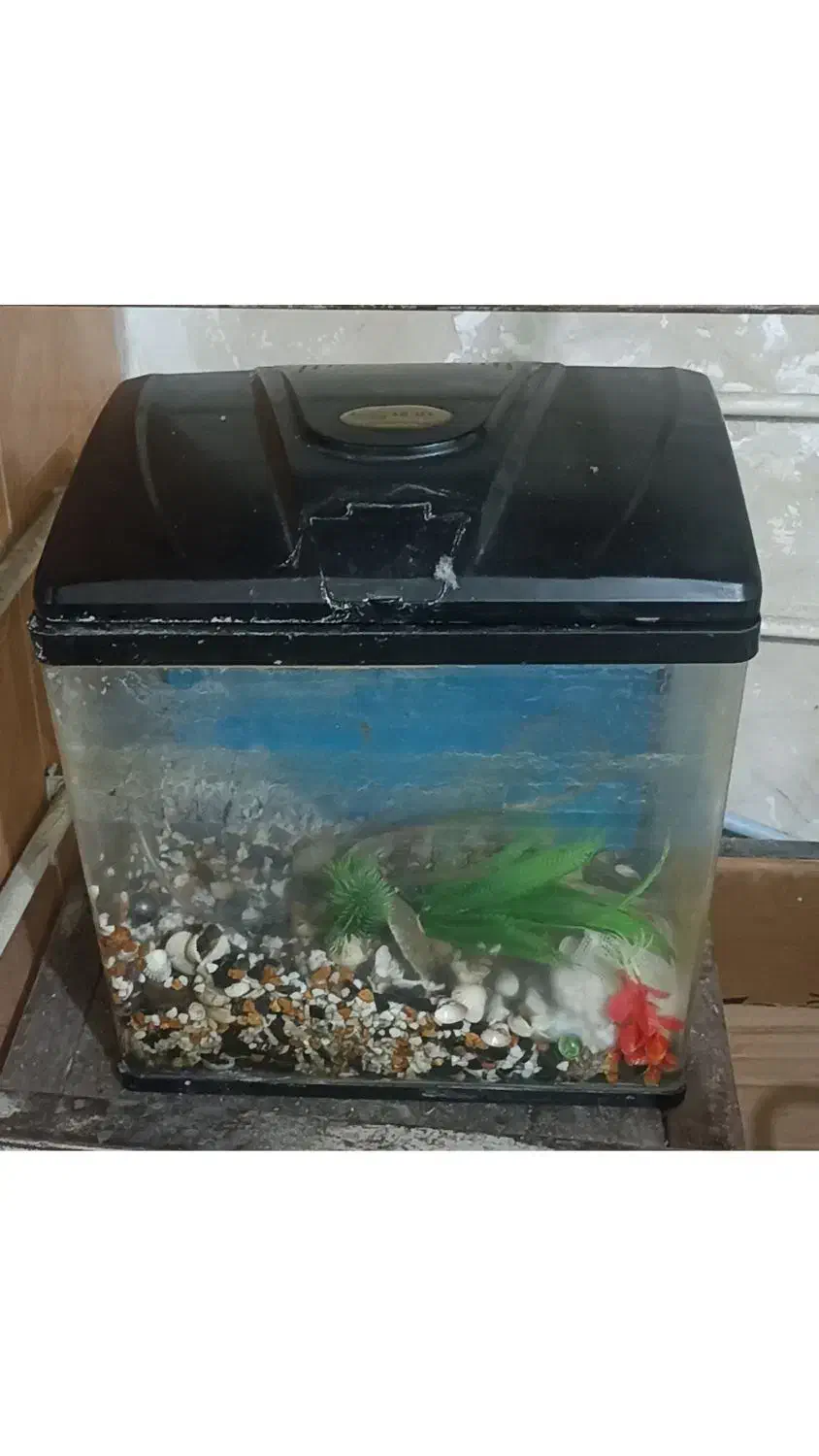 آکواریوم شیشه خم شرکتی|ماهی|فردیس, شهرک ۱۱۰|دیوار