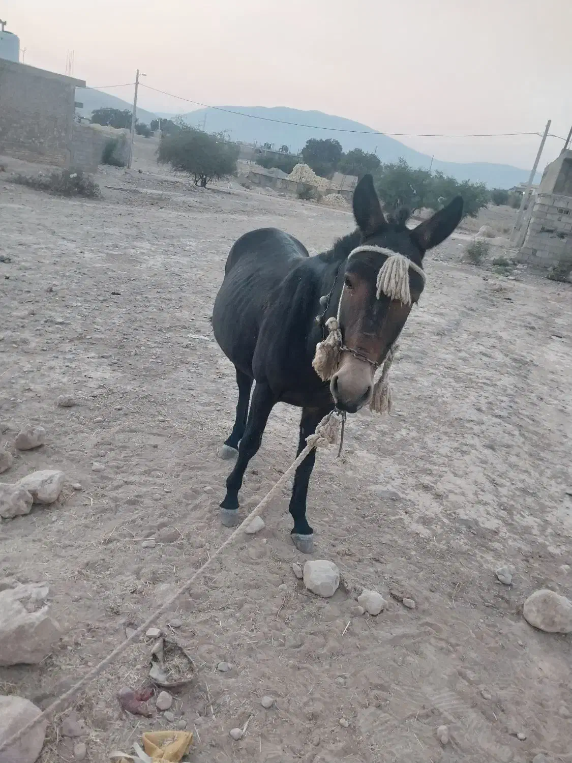 قاطر نرک 5سال|حیوانات مزرعه|کوه چنار, |دیوار