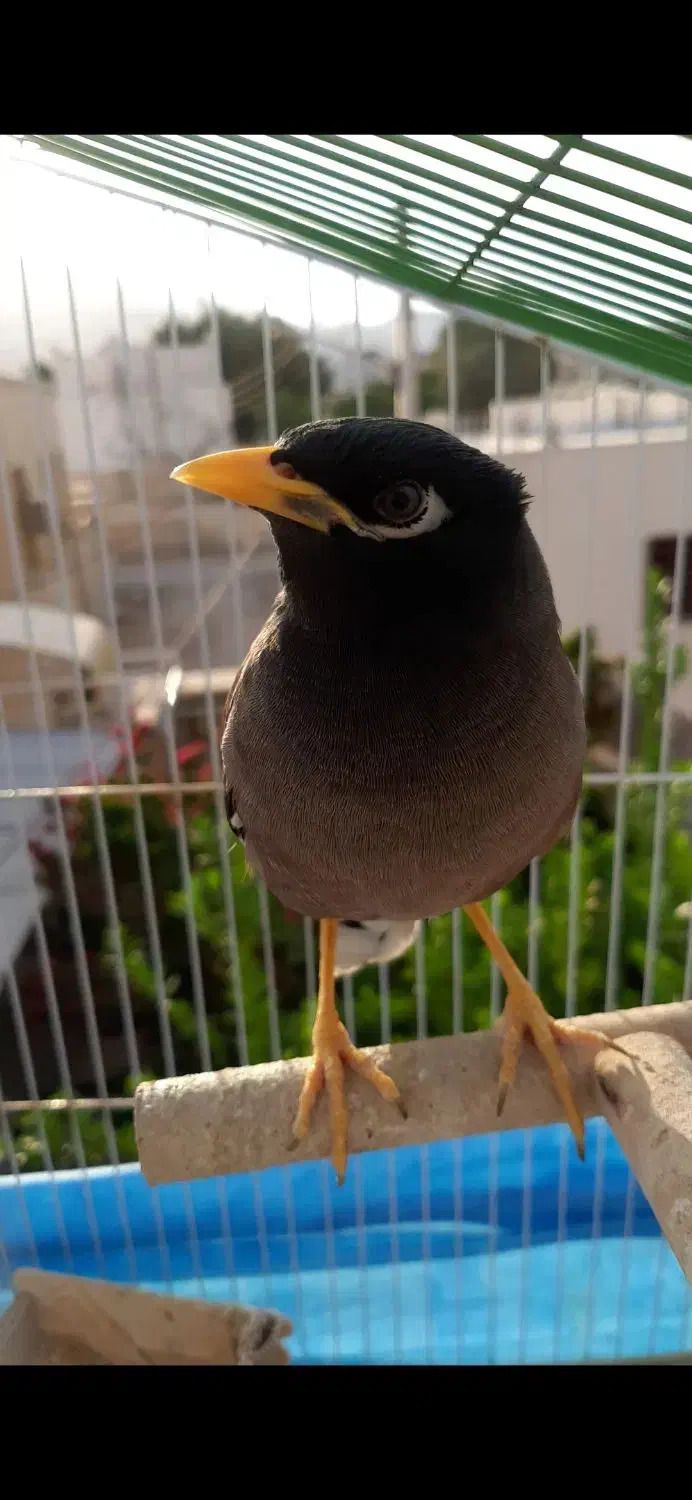 مرغ مینا بستک|پرنده|بندرعباس, |دیوار