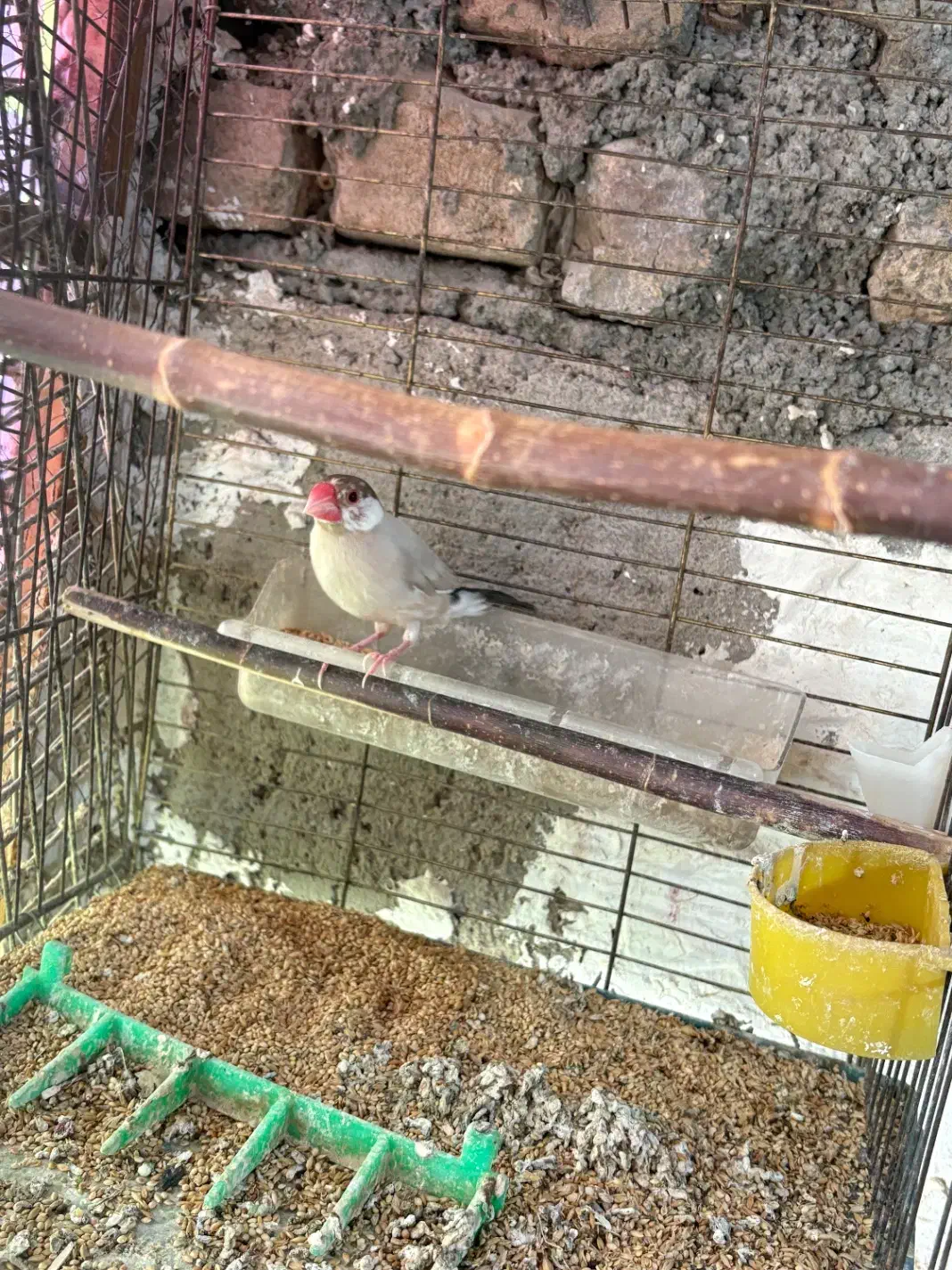 فنچ نرگسی شکلاتی با برزیلی|پرنده|قزوین, |دیوار