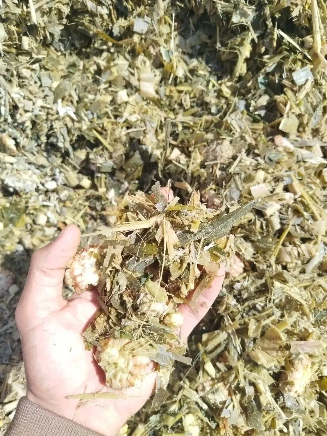 ذرت پر دان با کیفیت درجه یک کشت اول|حیوانات مزرعه|چهاربرج, |دیوار