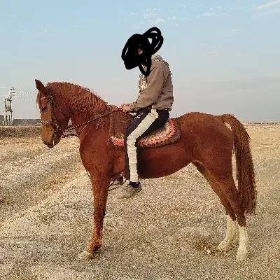 اسب مادیون|اسب و تجهیزات اسب‌سواری|ورامین, ورامین|دیوار