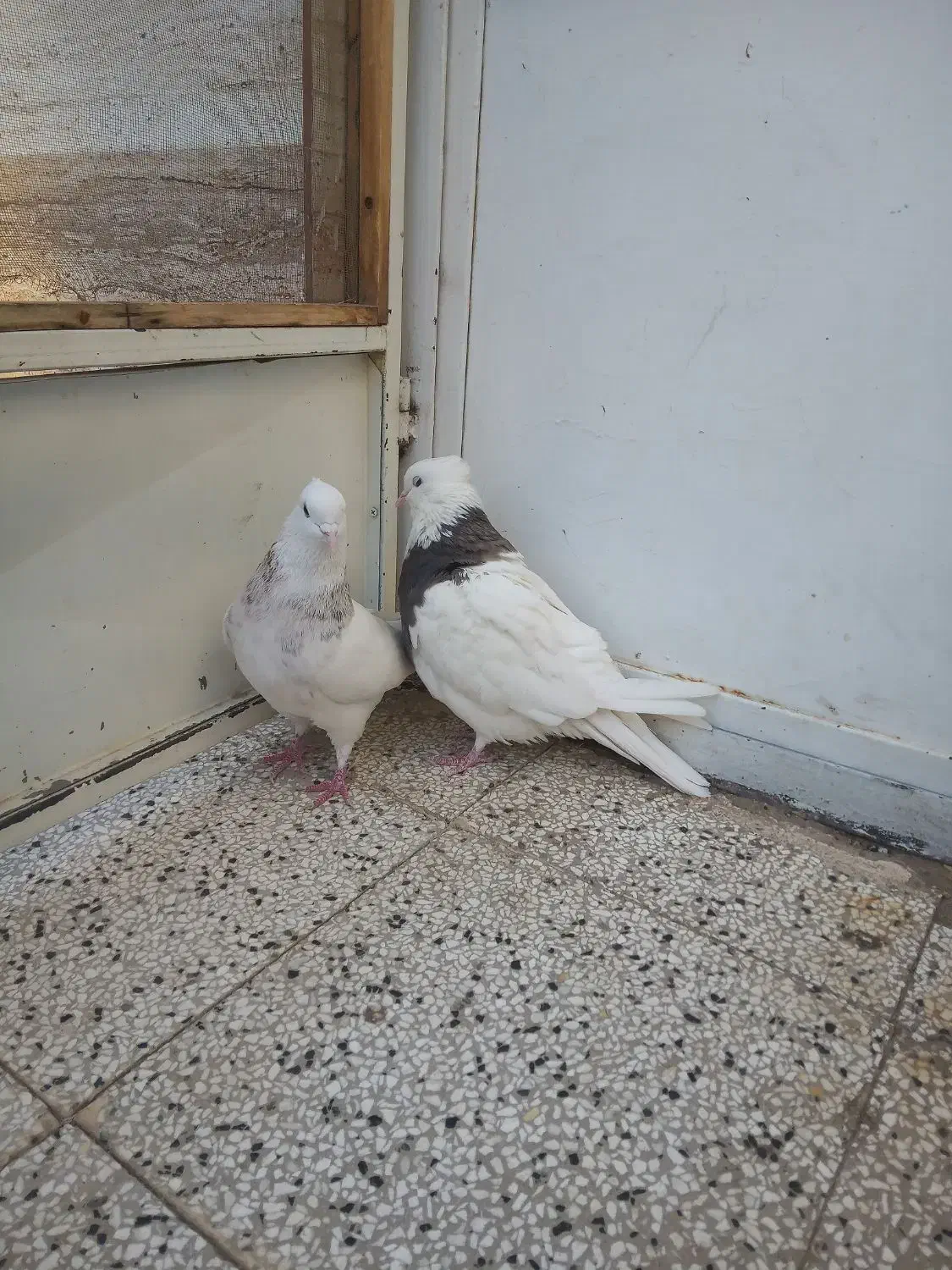 کفتر|پرنده|آیسک, |دیوار