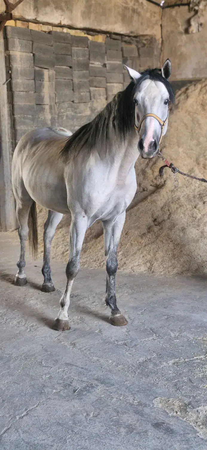 حراج اسب کورسی و کره یکسرپرشی|اسب و تجهیزات اسب‌سواری|سلفچگان, |دیوار