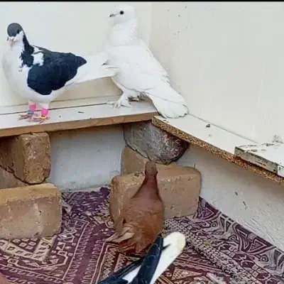 کفتر دمچتری|پرنده|بوئین زهرا, |دیوار