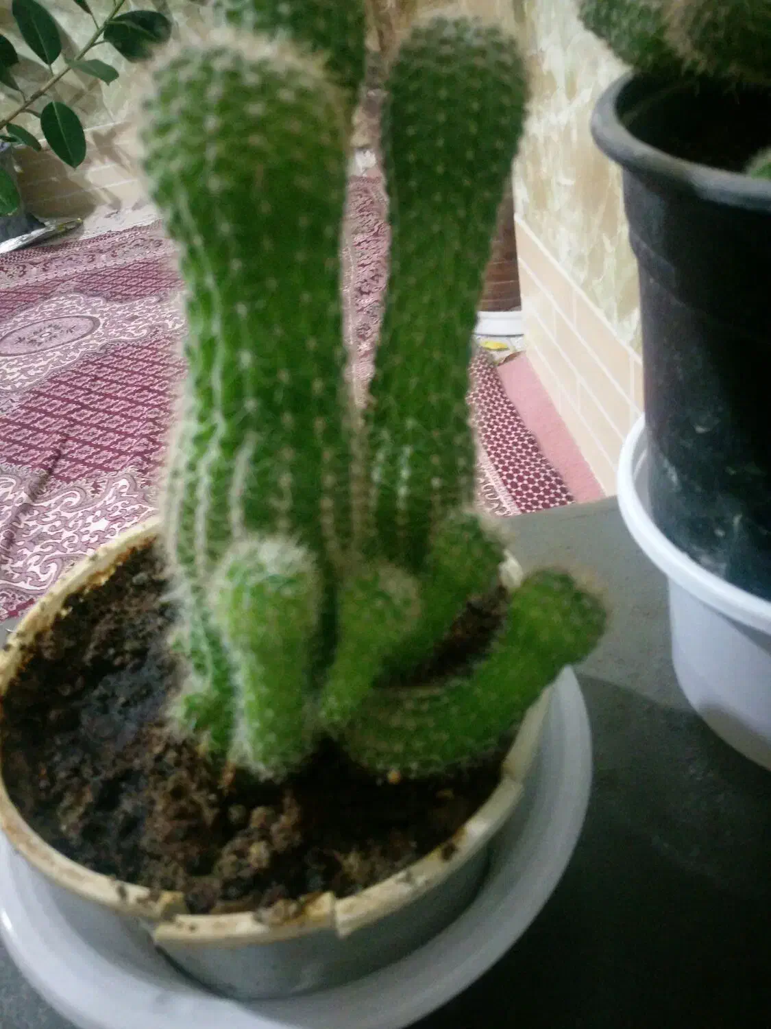 گل فیکوس|گل و گیاه طبیعی|تربت‌حیدریه, بهشت عسکری|دیوار