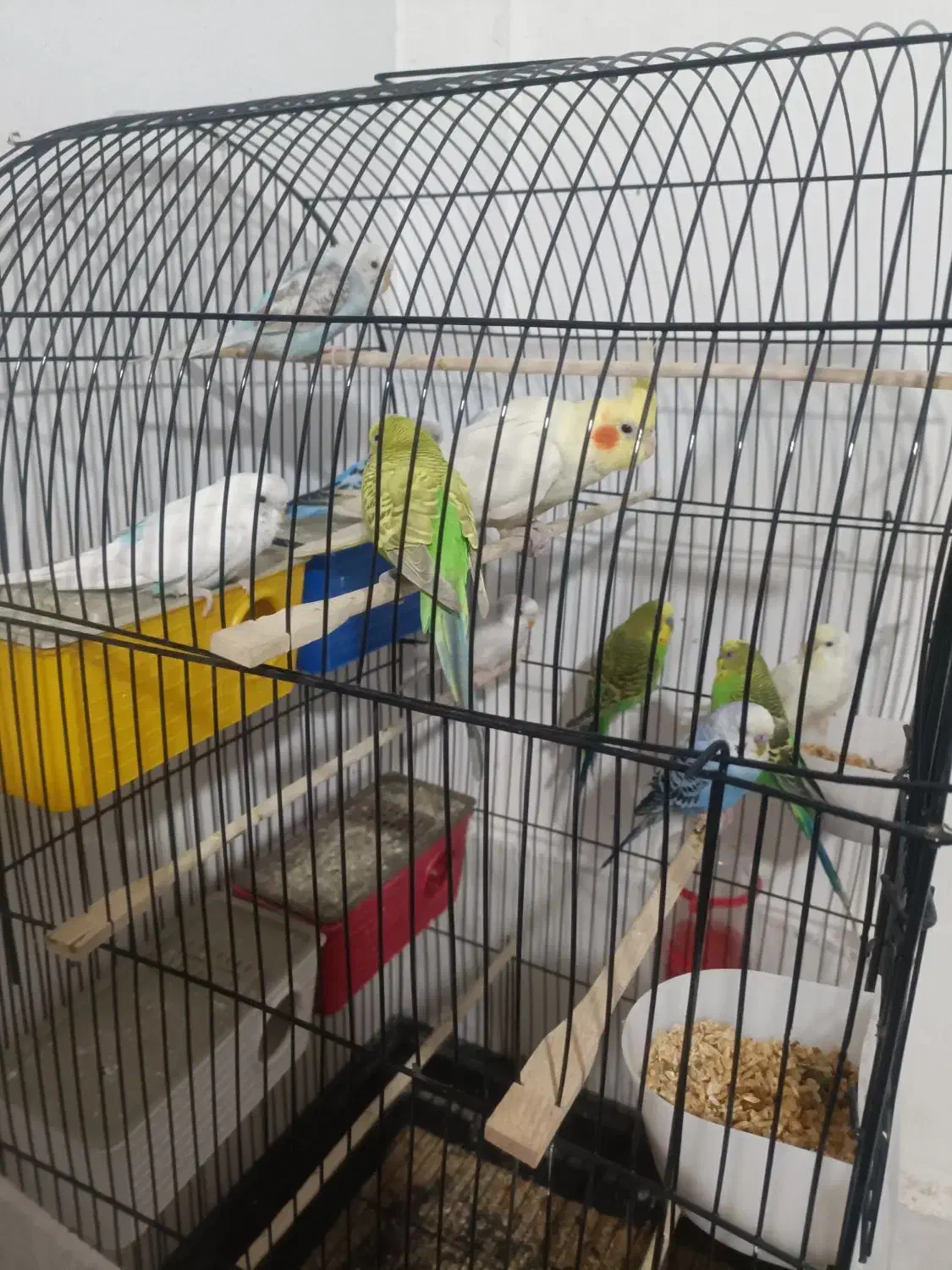 مرغ عشق فنچ عروس هلندی|پرنده|مشهد, پورسینا|دیوار