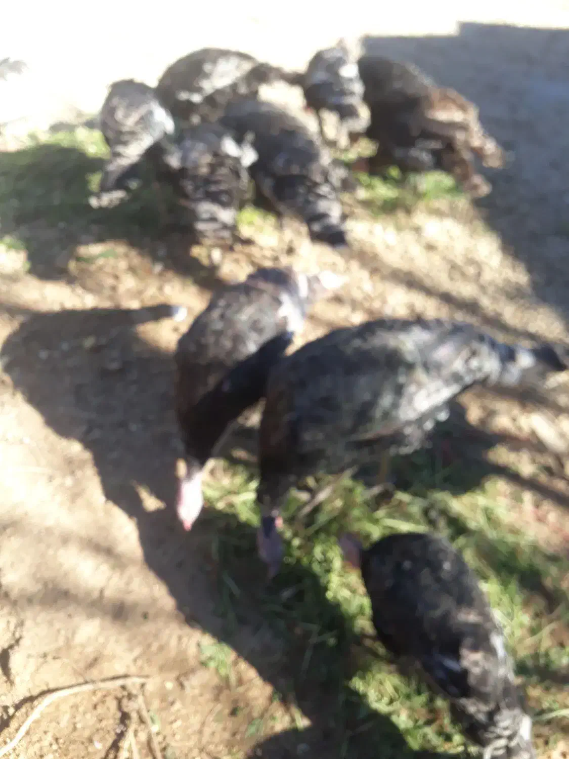 فروش بوقلمون ۱۲ عدد|حیوانات مزرعه|یاسوج, |دیوار