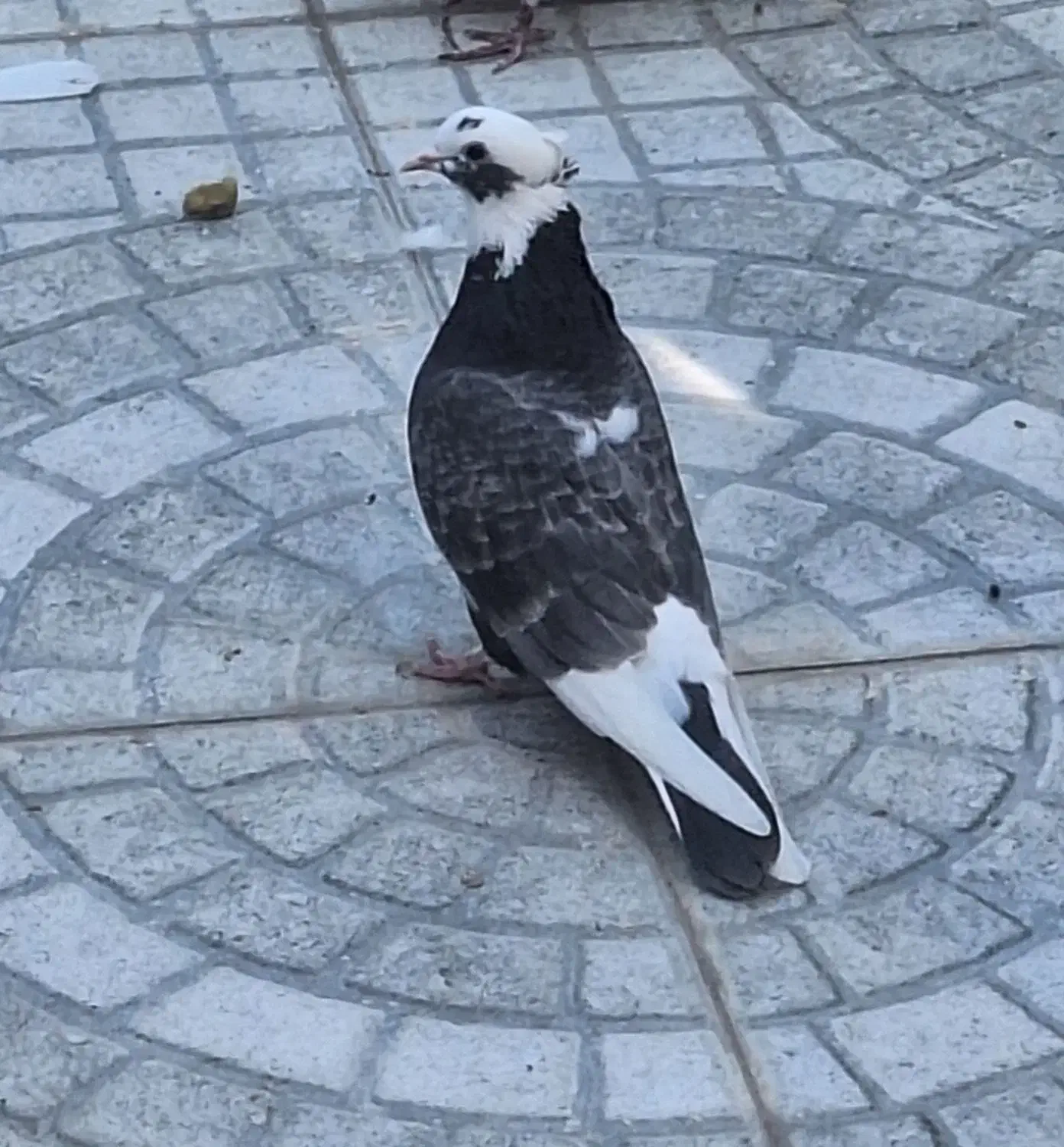 ماده کفتر عالی|پرنده|گرمسار, |دیوار