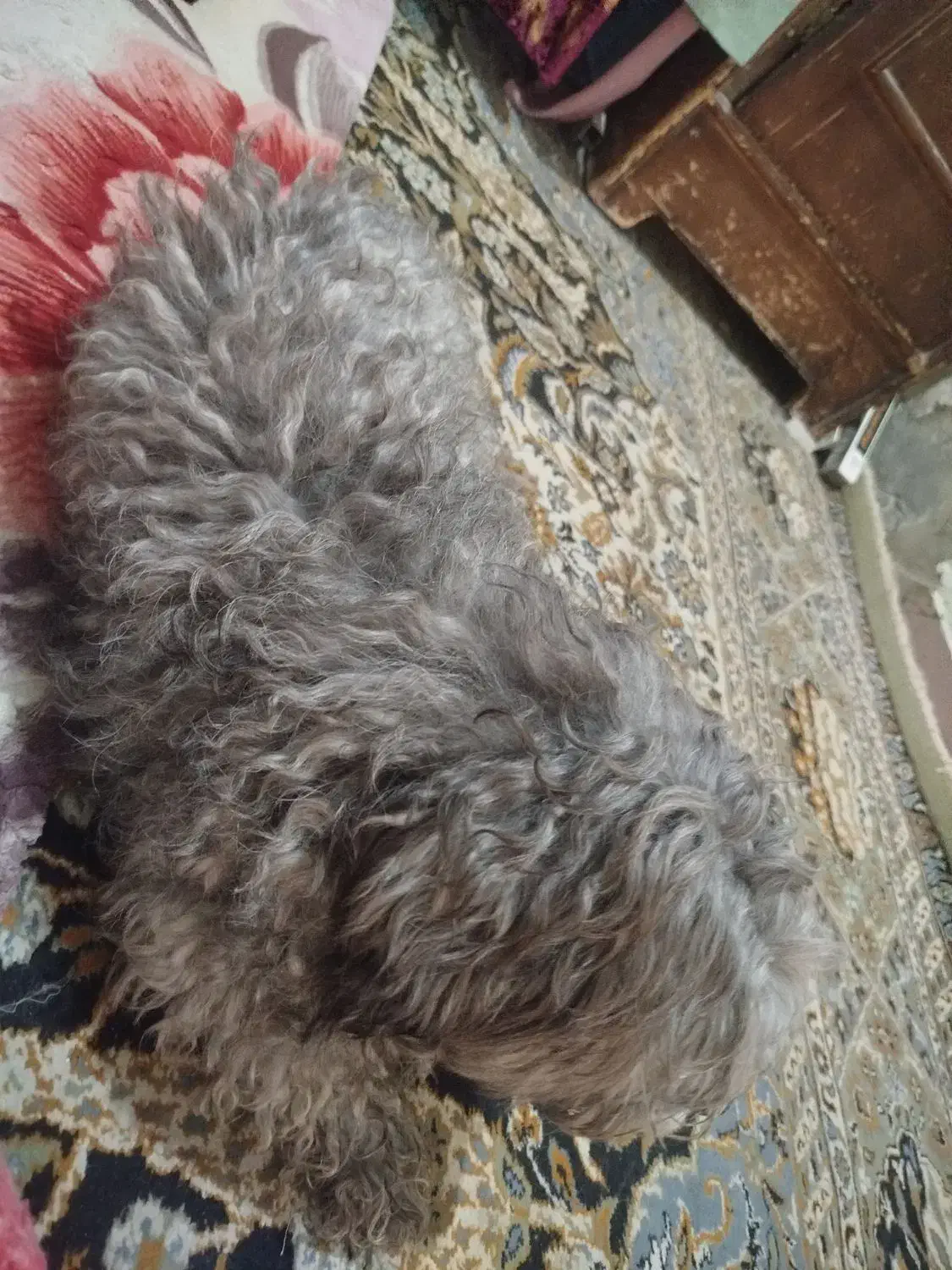 سگ پشمالو با ادب و تمیز|سگ|بندر ماهشهر, |دیوار