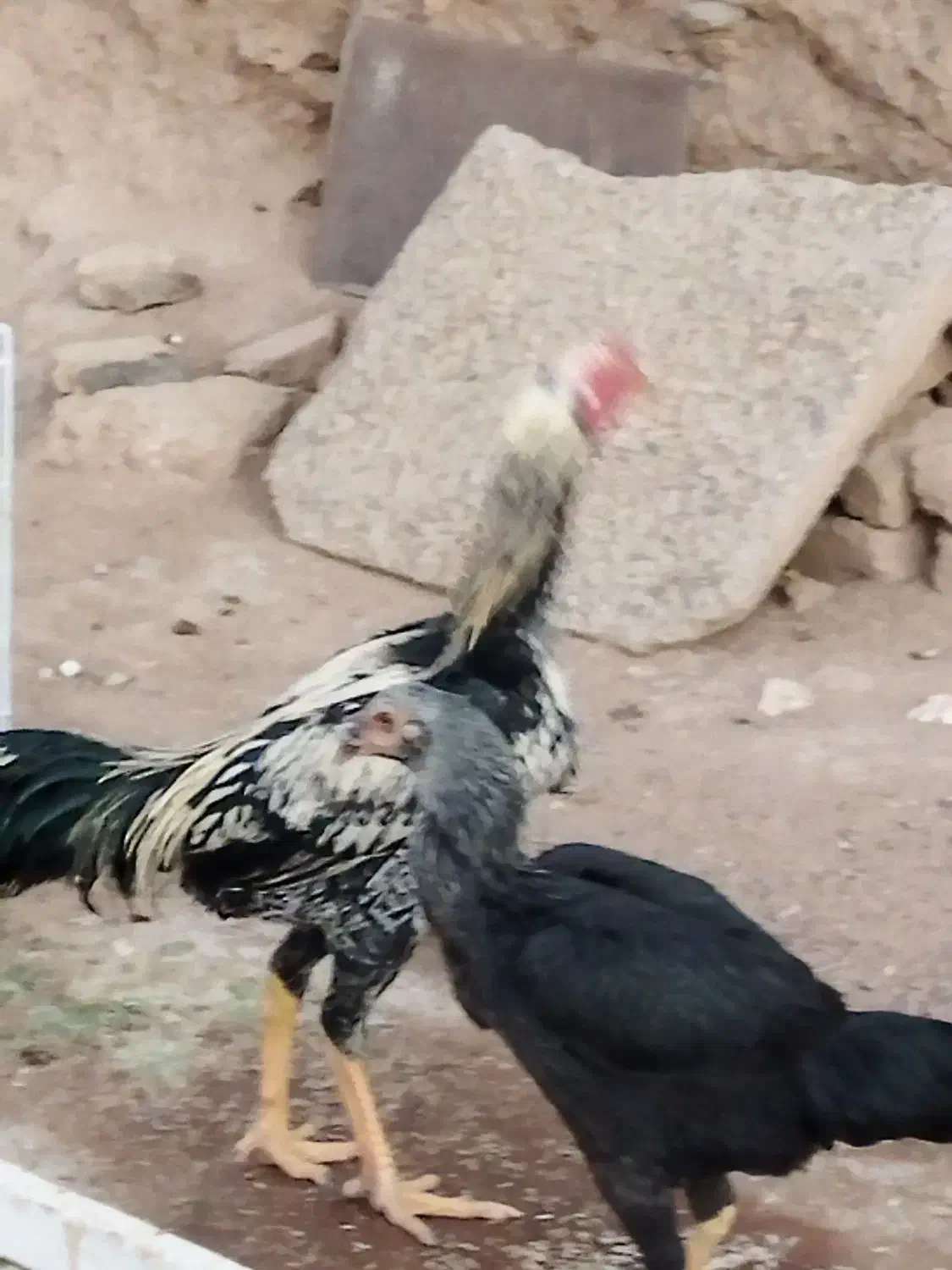 جفت لاری|حیوانات مزرعه|گناباد, |دیوار