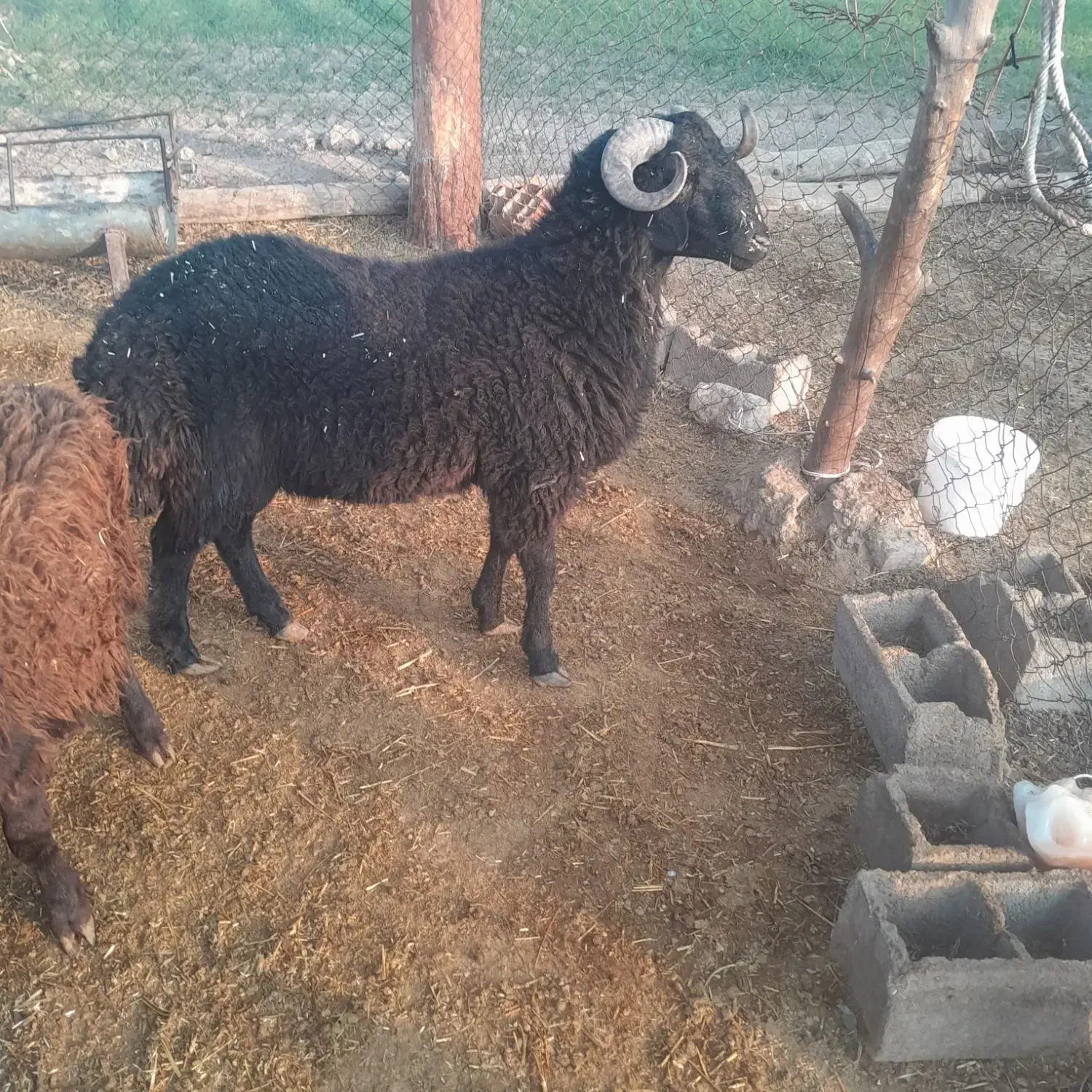 بره نره واکسن خورده|حیوانات مزرعه|قلعه نو, |دیوار