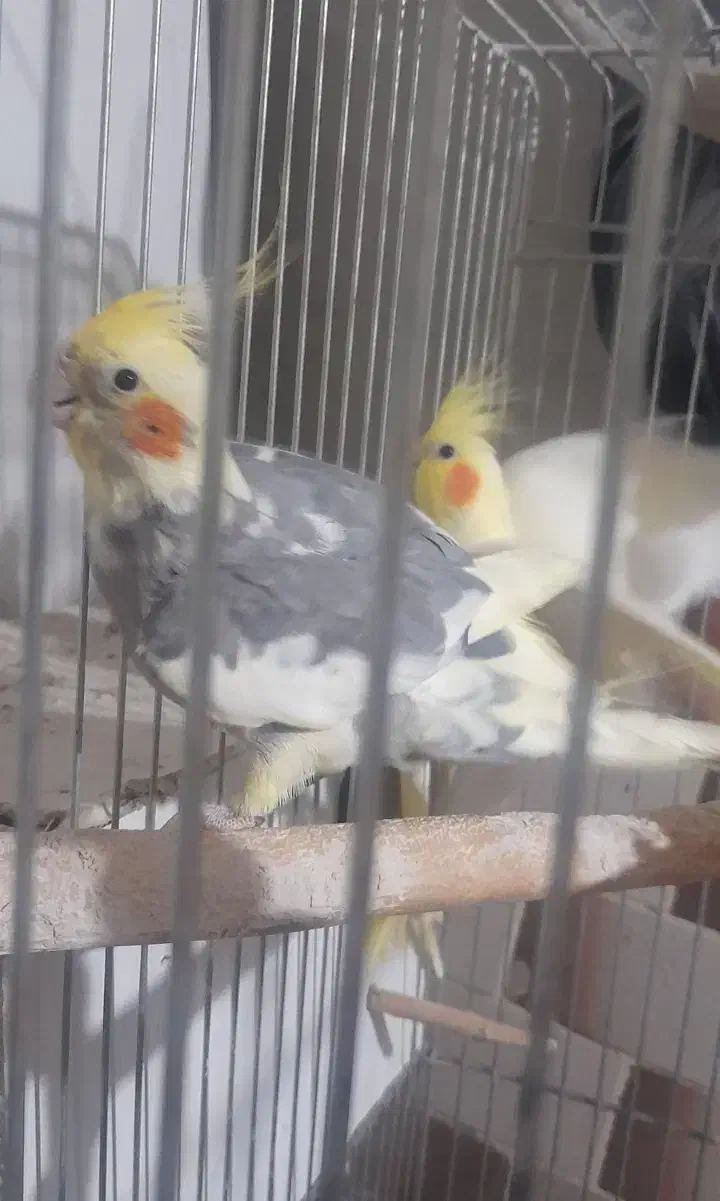 عروس ابلغ یک ساله|پرنده|قم, ولیعصر|دیوار