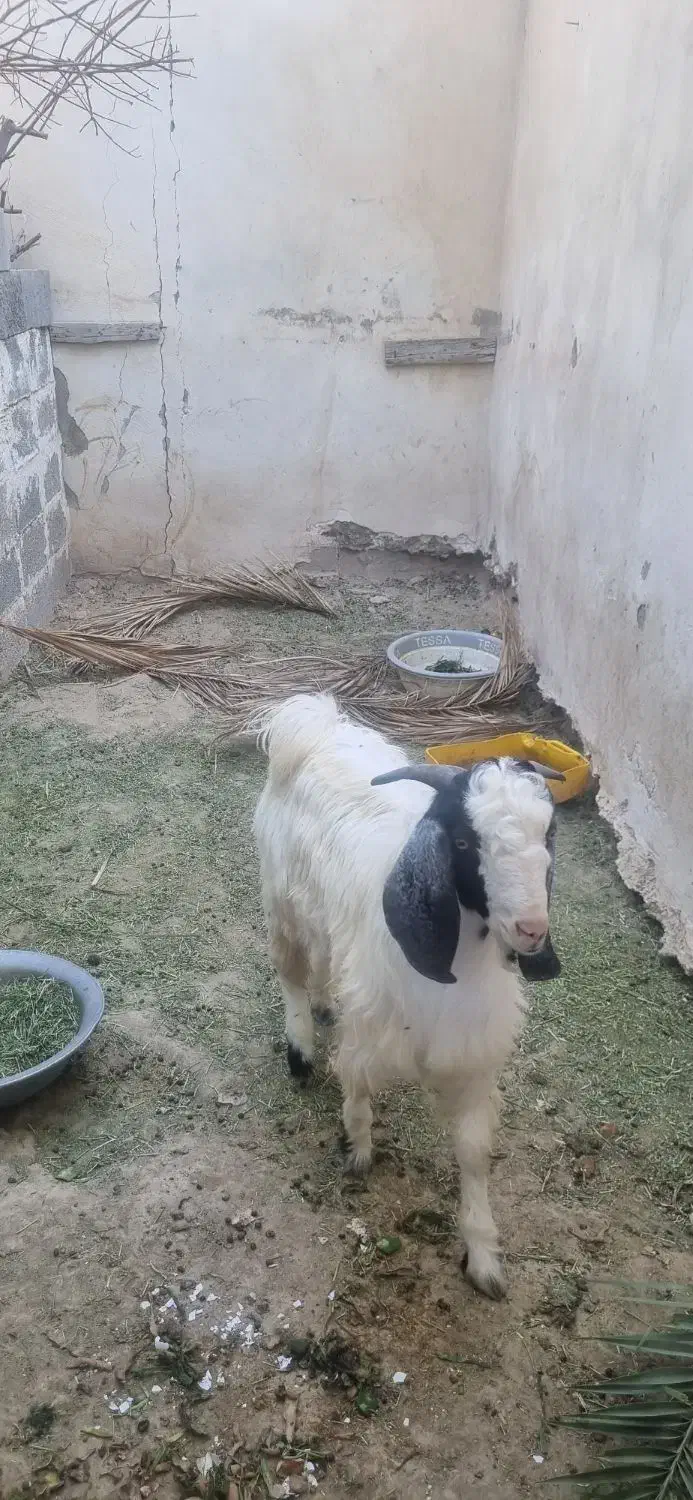 کهره نر|حیوانات مزرعه|علامرودشت, |دیوار