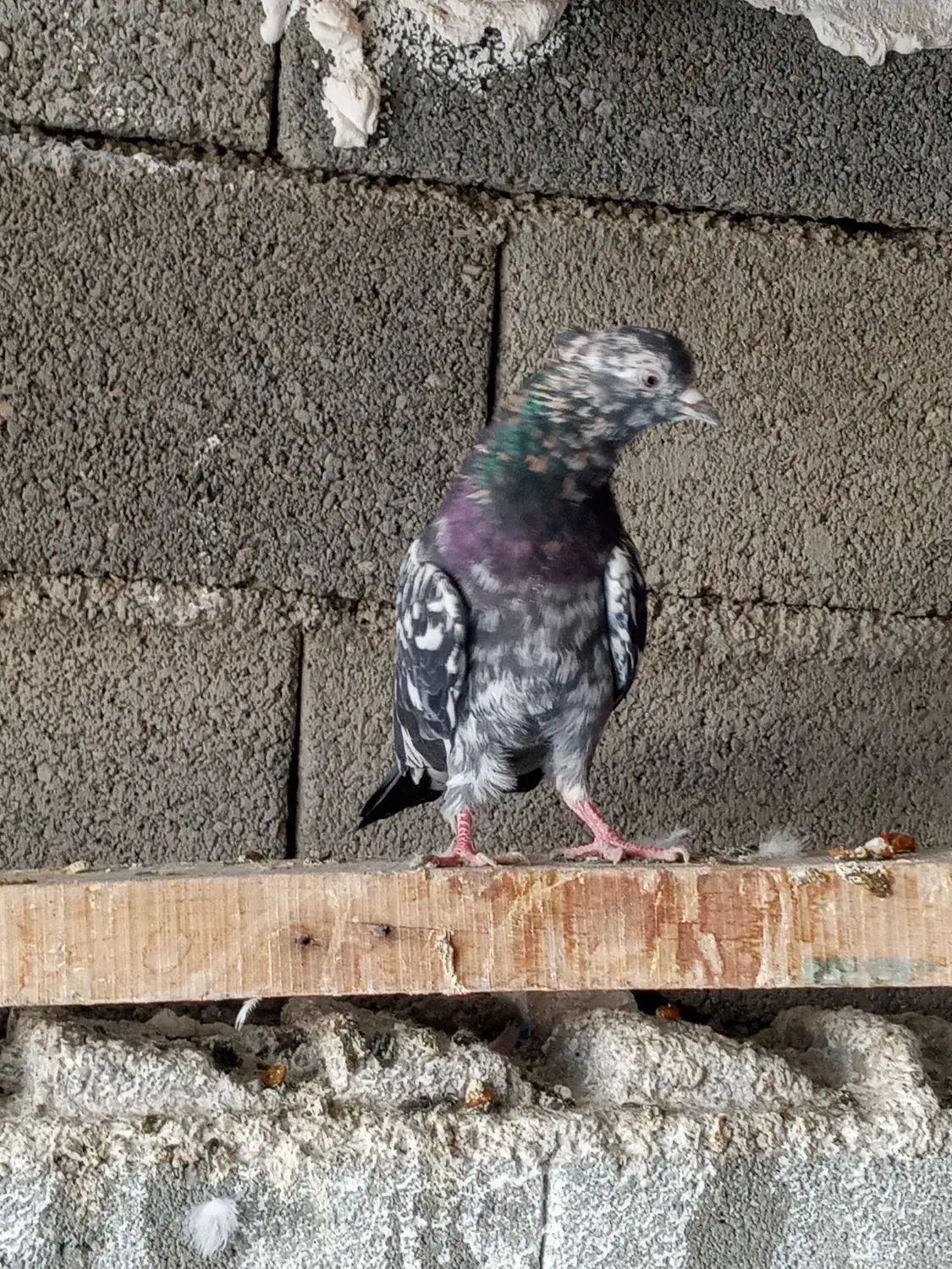 کفتر هفت رنگ|پرنده|صباشهر, |دیوار