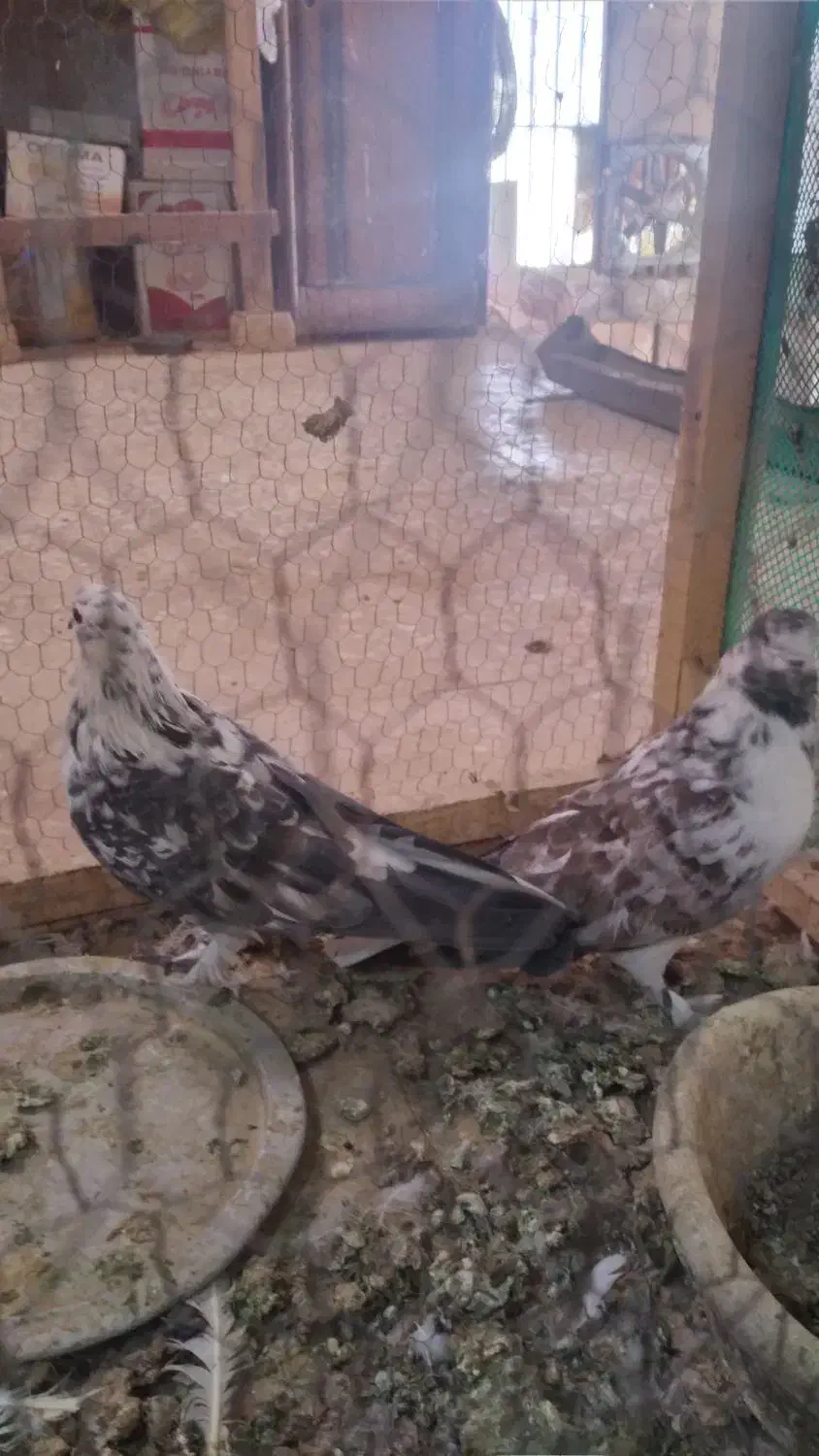 نروماده|پرنده|قم, کاسه گران|دیوار