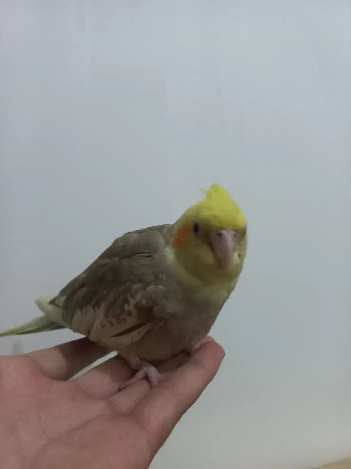 پرنده ی طوطی نر  دستی|پرنده|مریوان, |دیوار