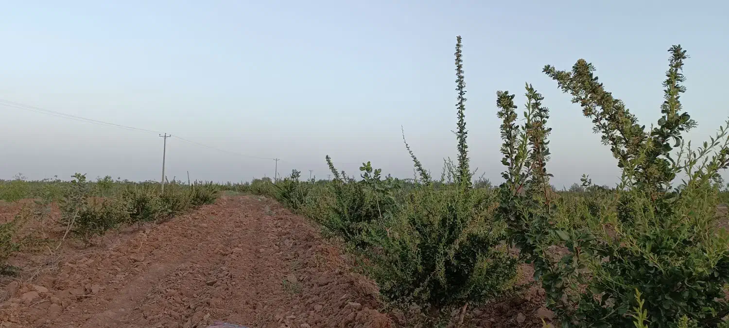 زمین کشاورزی|فروش دفتر صنعتی، کشاورزی، تجاری|بیرجند, |دیوار